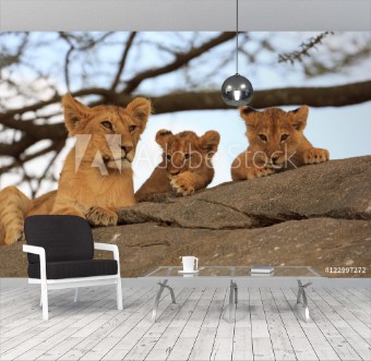 Picture of Lionceaux et grand frre au Serengeti Tanzanie